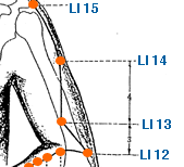 Yin Yang House | LI 14 Acupuncture Point Theory
