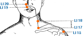 Yin Yang House  Acupuncture Points On The Liver Meridian