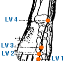 Important Acupressure Point LV 3, Location