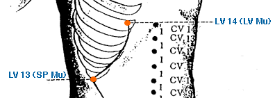 Yin Yang House  Acupuncture Points On The Liver Meridian