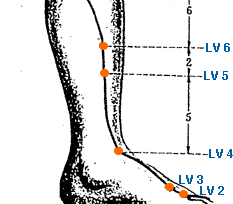 Liver 3 Acupuncture Point (loation & Functions) 